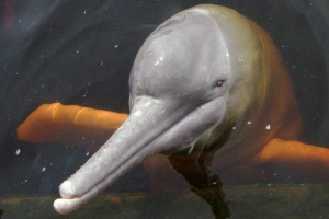 Амазонка дельфіна врятував рибалку Амазонка дельфіна врятував рибалку